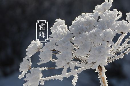 今日霜降 _ 露凝為霜知霜降，滴酒品后知濃香96.png